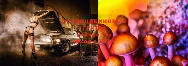 прущие грибы Иннополис
